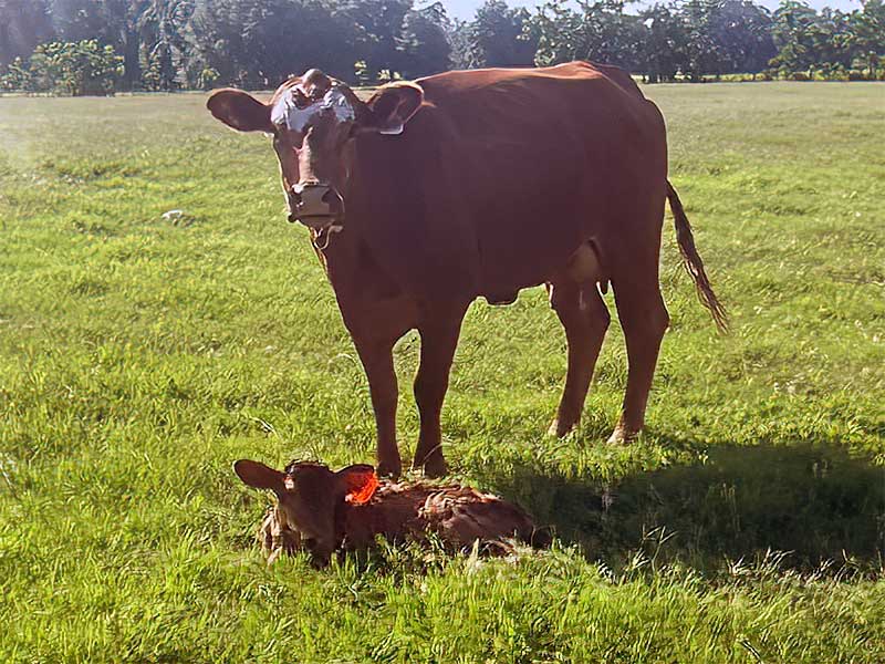 Cow and calf